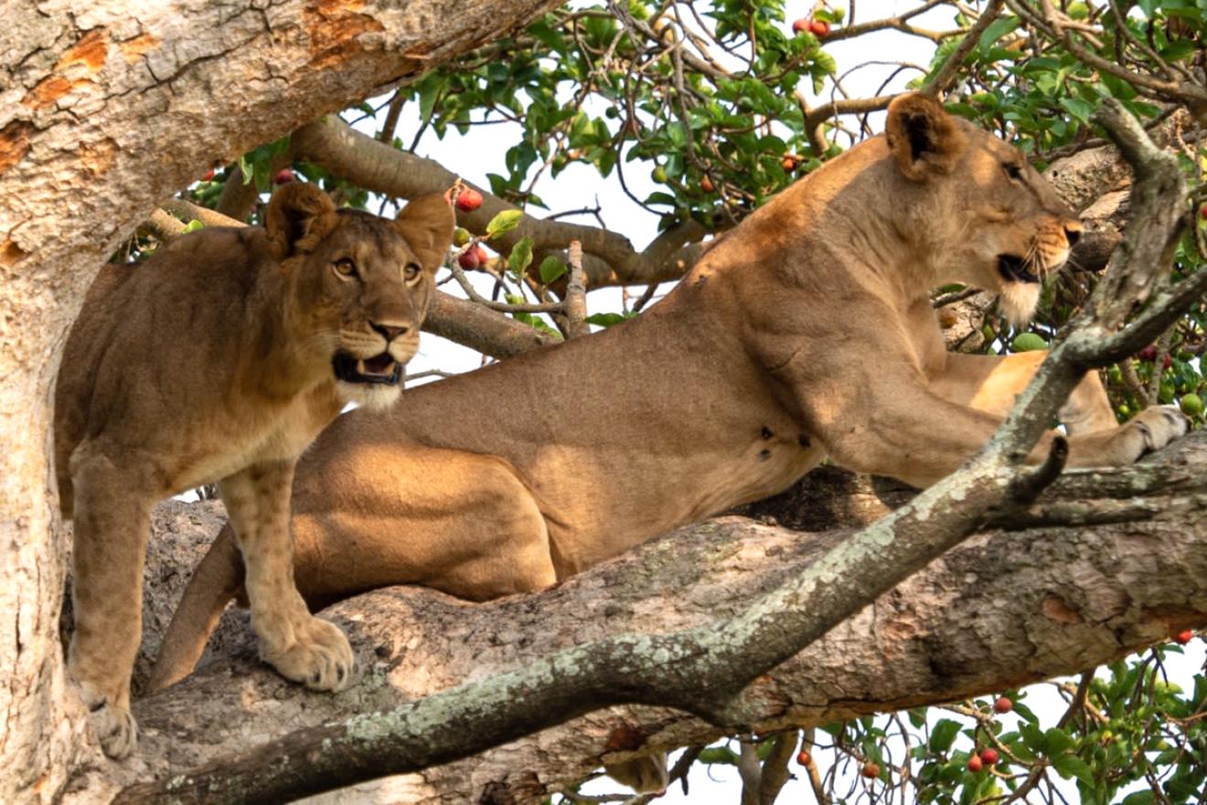 lions-on-branches